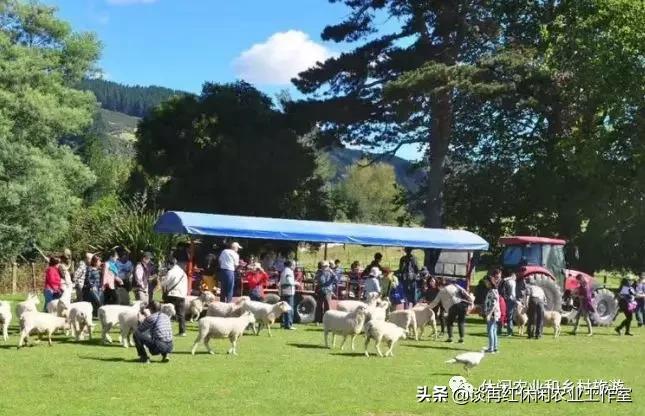 旅居生活新西兰,旅居在新西兰