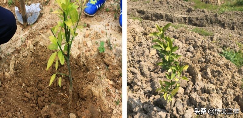 青柑橘如何快速变黄,柑橘怎么防黄叶