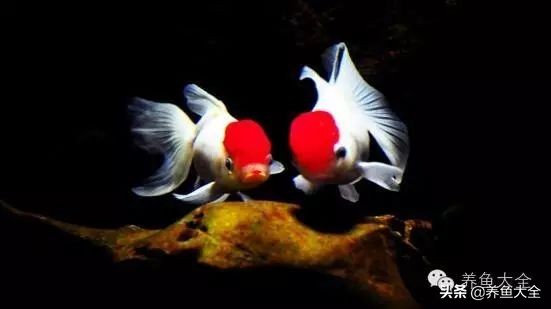 鱼缸里养金鱼怎么老是死啊,养金鱼总死是什么原因