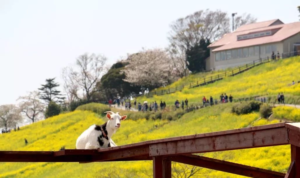 日本母亲农场项目,日本一个亲子农场年赚3亿