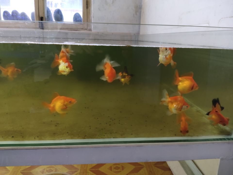 市场买的金鱼一般几个月能长大,刚买回来的金鱼应该怎么养呀