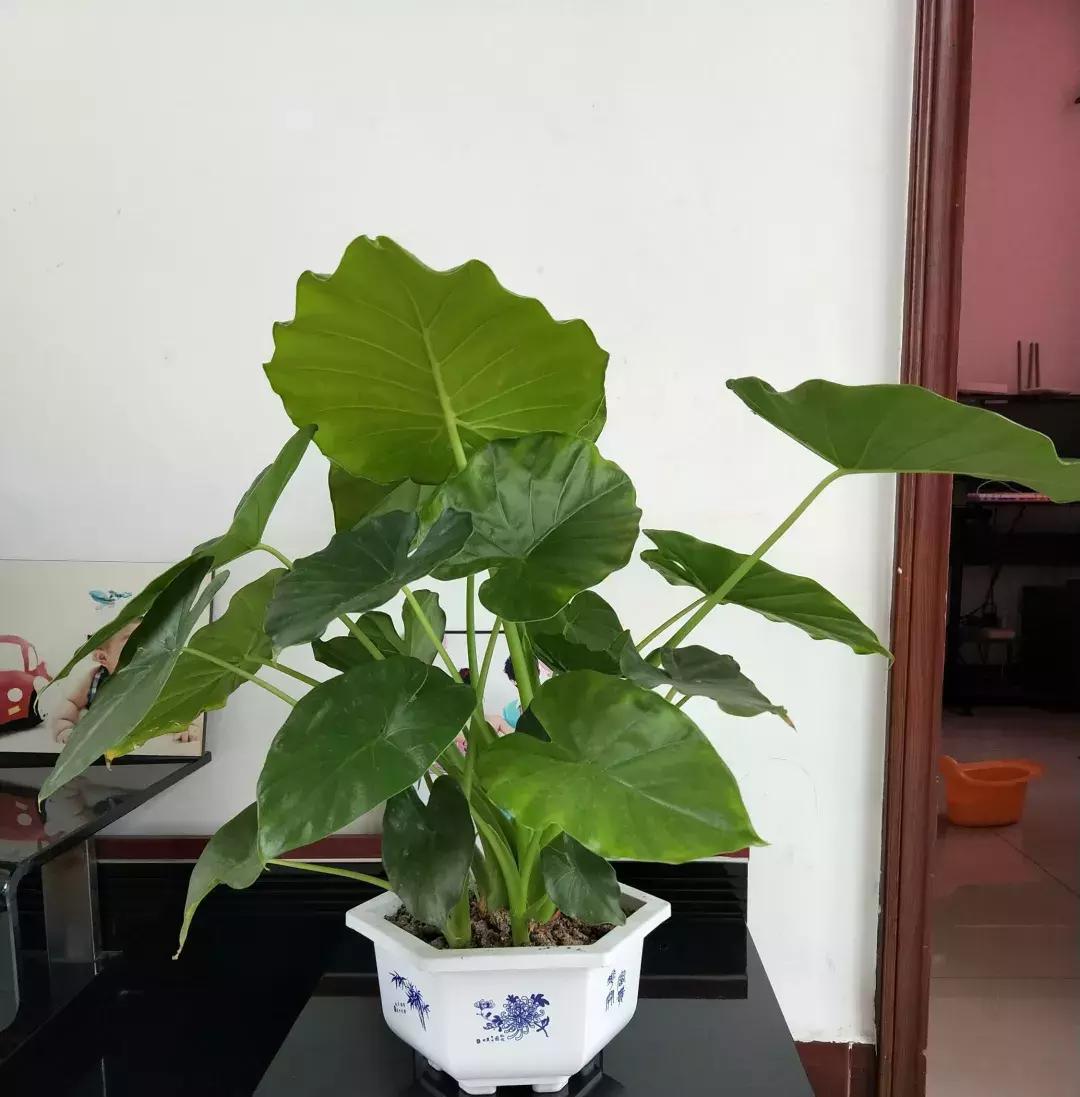 误食滴水观音多长时间过危险期,滴水观音中毒后多久身体恢复正常