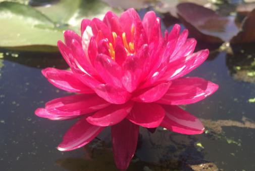 碗莲花的栽培方法图解大全,无土栽培的碗莲花怎么种