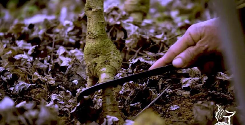 葛根性寒加什么暖胃,北有人参南有葛根的功效和作用