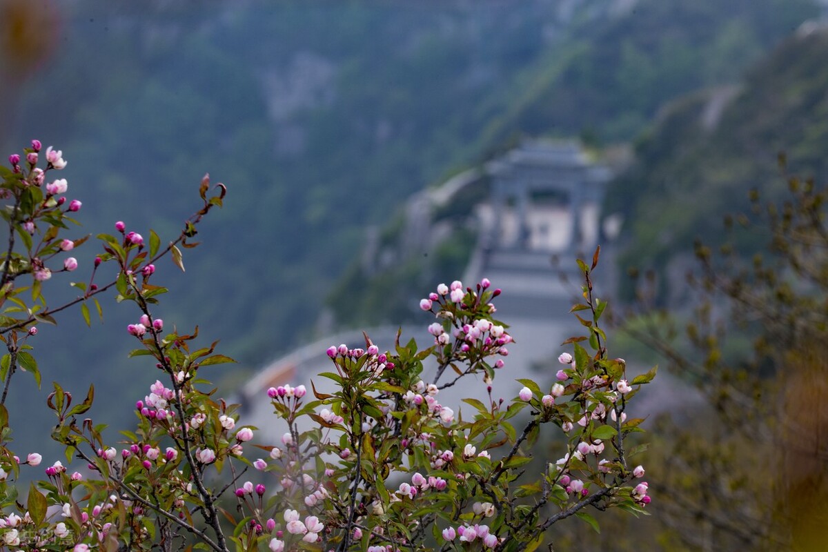 登上泰山极顶看日出,泰山极顶完整版