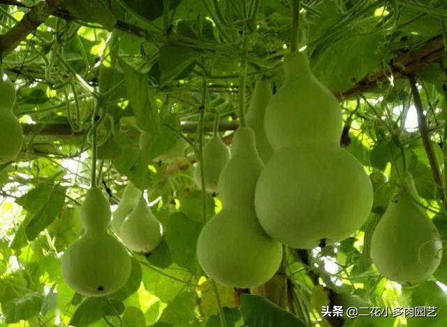 365种·常见花卉图谱，观果和多肉植物收藏篇