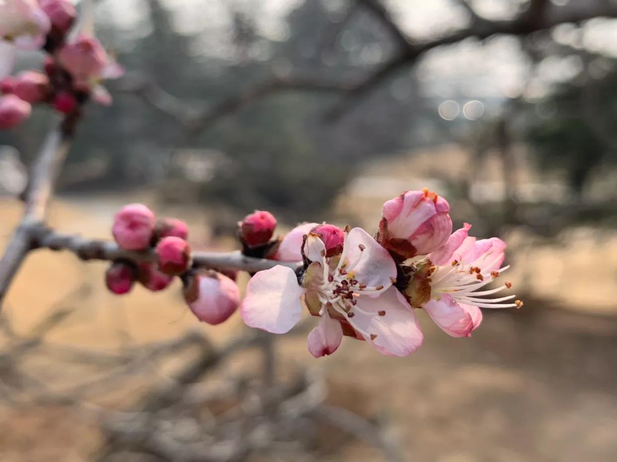 原创：初春，红色山桃惊喜开—为感谢好友赠送桃胶而作