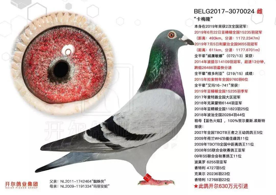 2019年最贵赛鸽成交价,赛鸽百万奖金