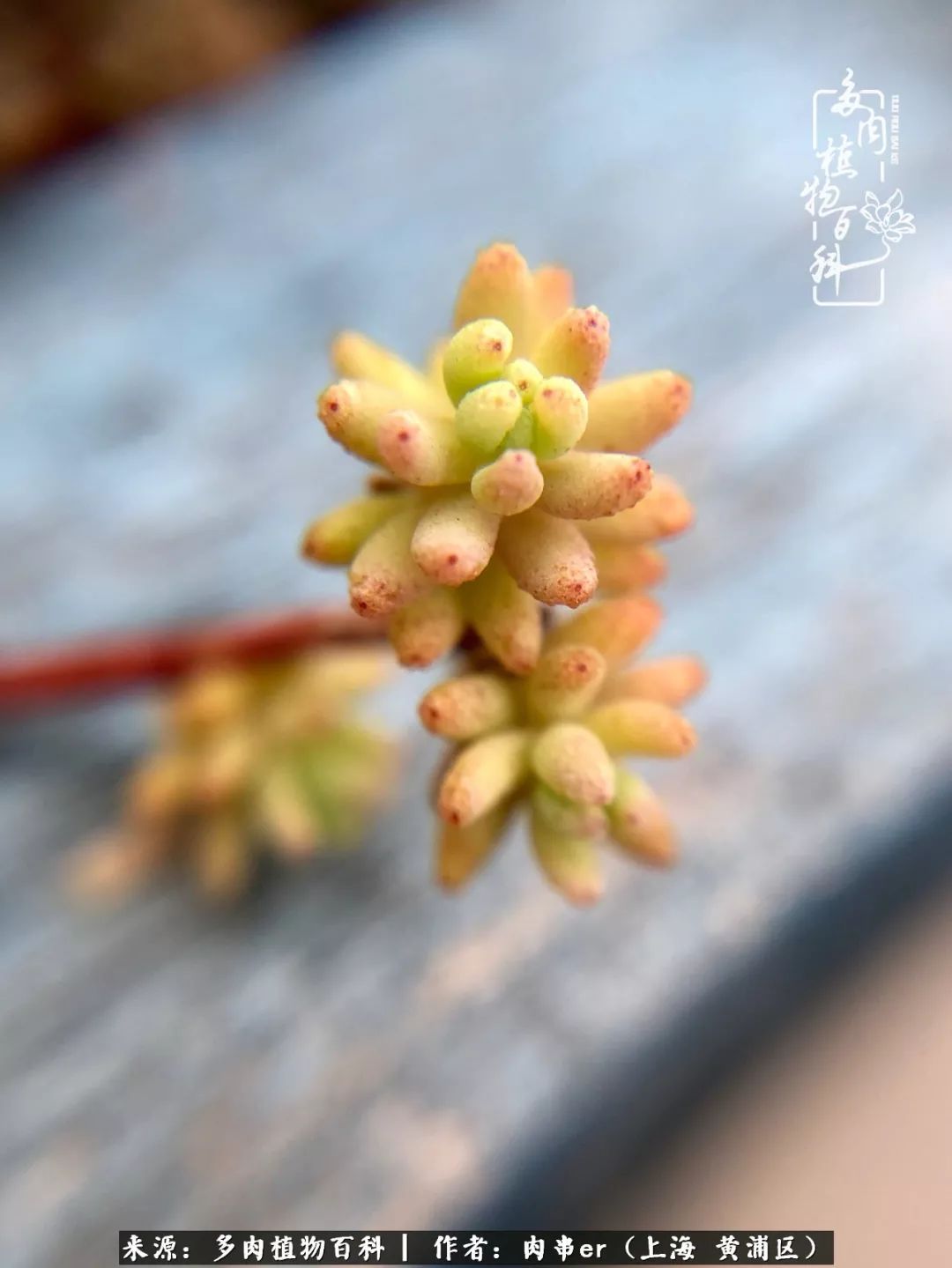 怎么用原相机拍多肉更好看,多肉怎么拍摄好看