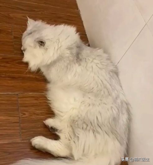 go猫粮吃了会黑下巴吗,go猫粮吃了拉黄水