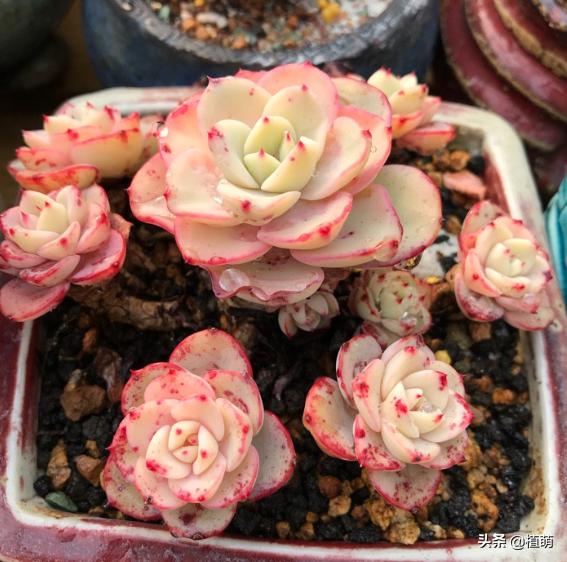 奶油黄桃怎么养出状态,奶油黄桃怎么单头变多头