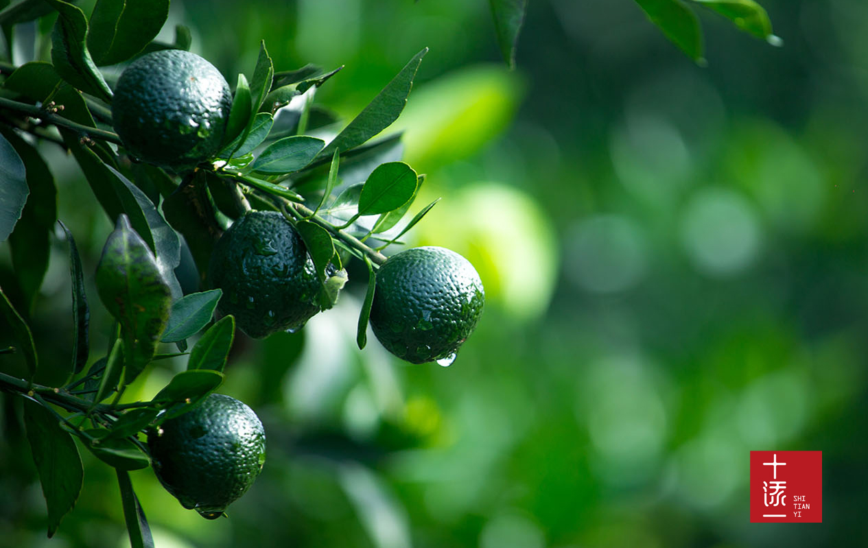 真假小青柑的鉴别方法,如何分辨真假新会小青柑