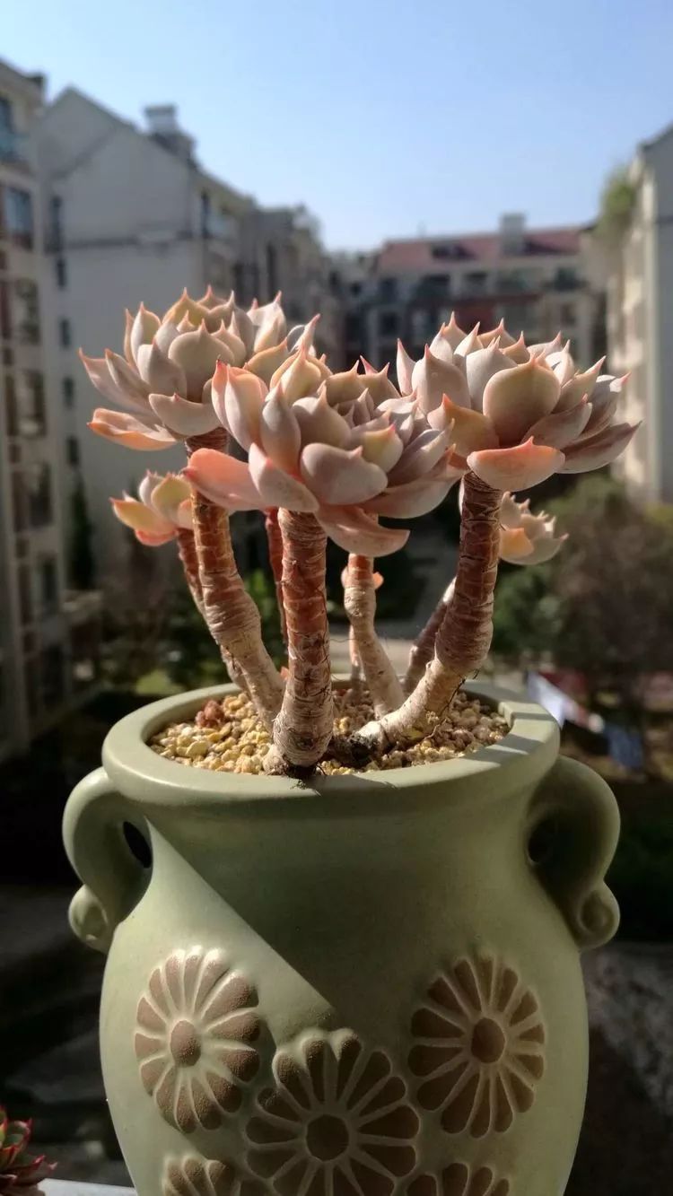 冬日暖阳邂逅最美的多肉,冬日暖阳和多肉暖了我的心