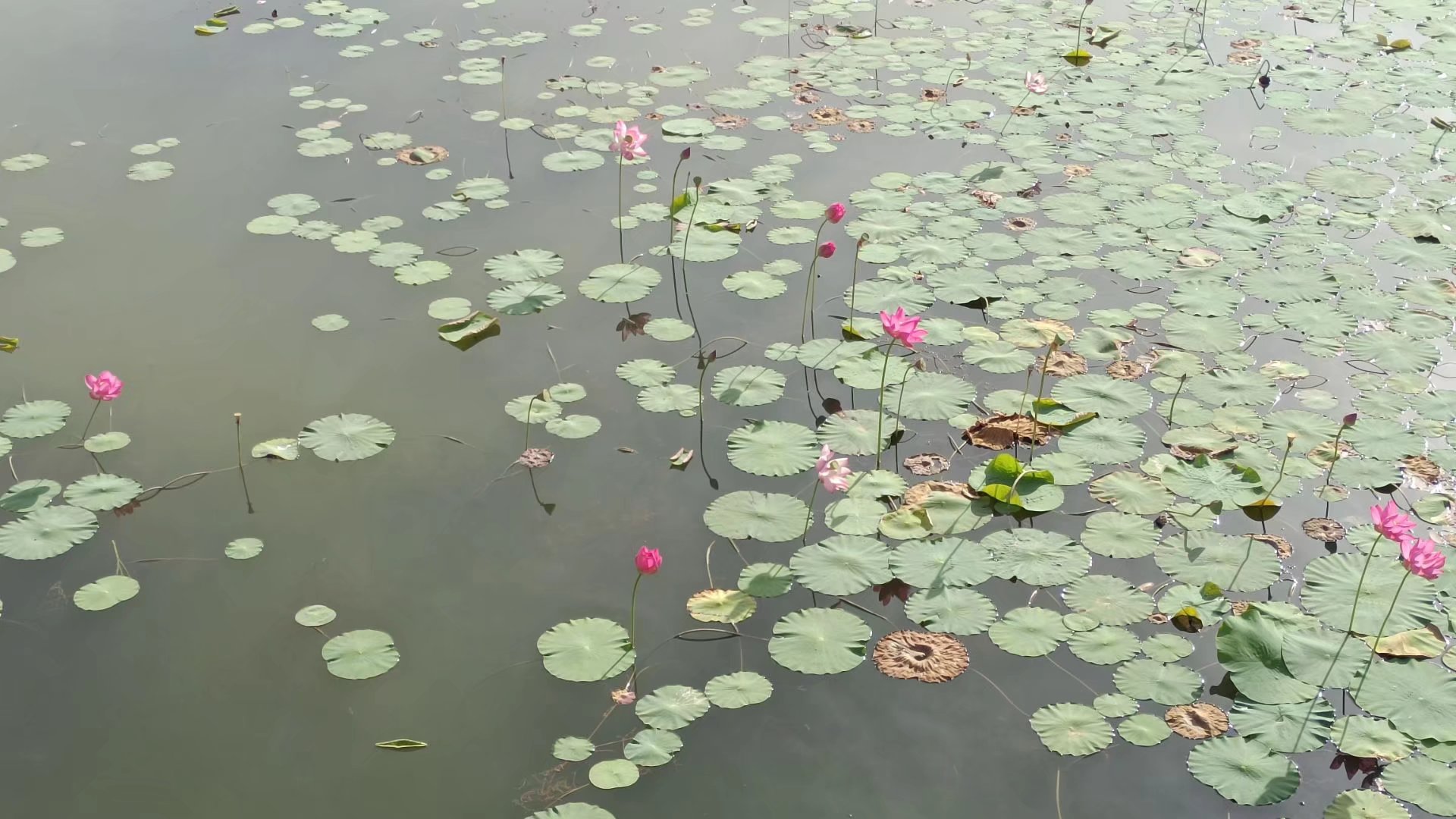 出淤泥而不染濯清涟而不妖原文,出淤泥而不染濯清涟而不妖行书