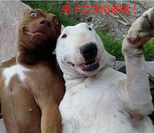 台湾兽医亲述狗粮致肾衰竭事件始末，前事不忘后事之师（五）