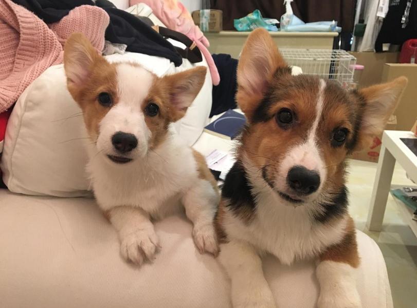 柯基养母,为什么劝你养泰迪犬不要养比熊犬