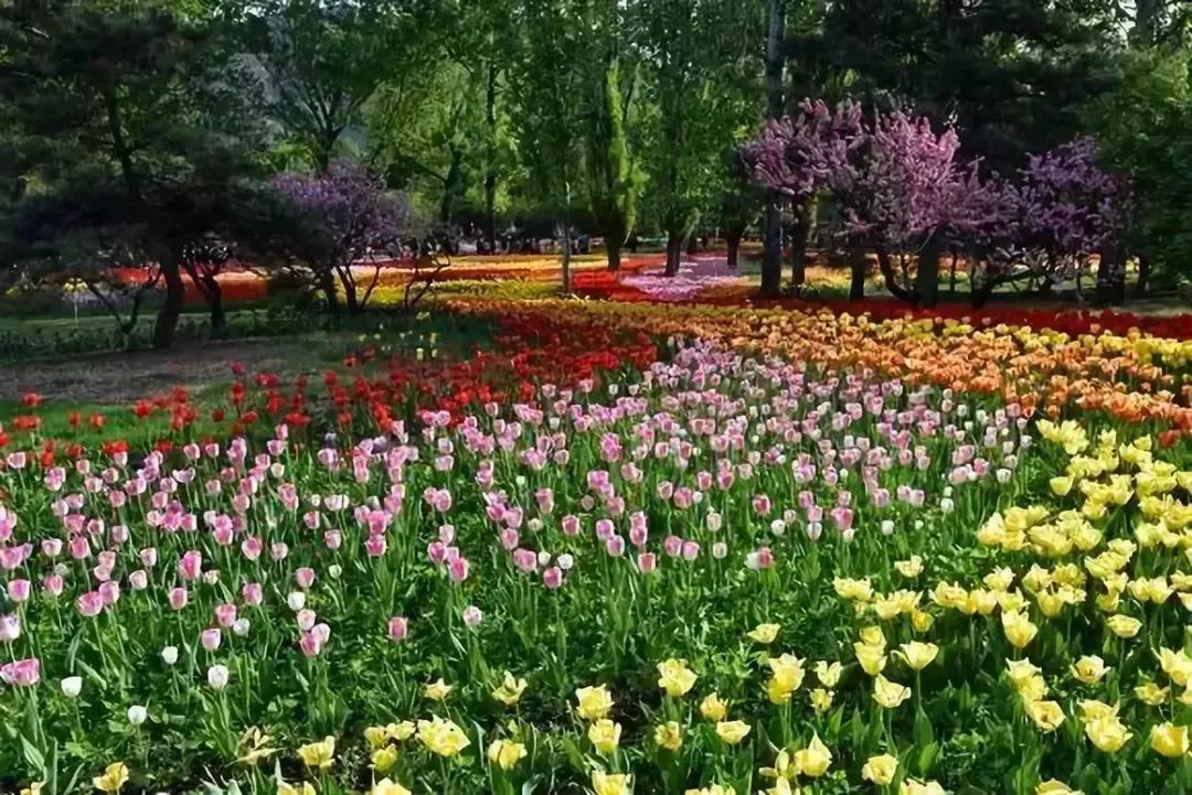 看到花的时候,不知是什么花?那就收下这份百花图谱