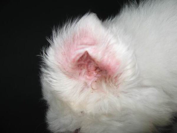 最快解决猫耳螨的办法,你真的了解你家猫咪吗