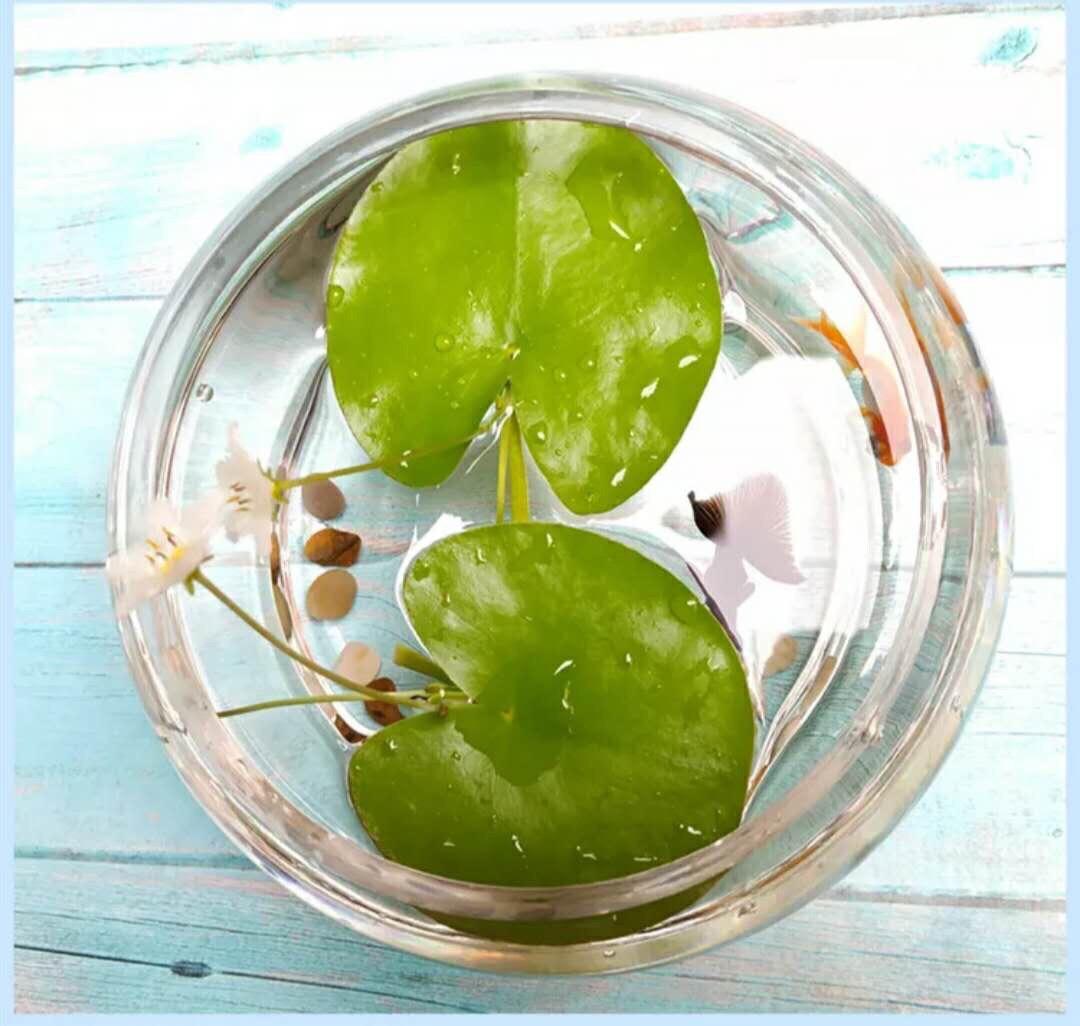 一叶莲叶子边缘发黄腐烂,一叶莲新叶发黄发黑为什么