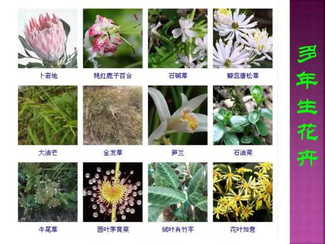 花卉大全500种观叶植物名称,1332种常见花卉植物图谱