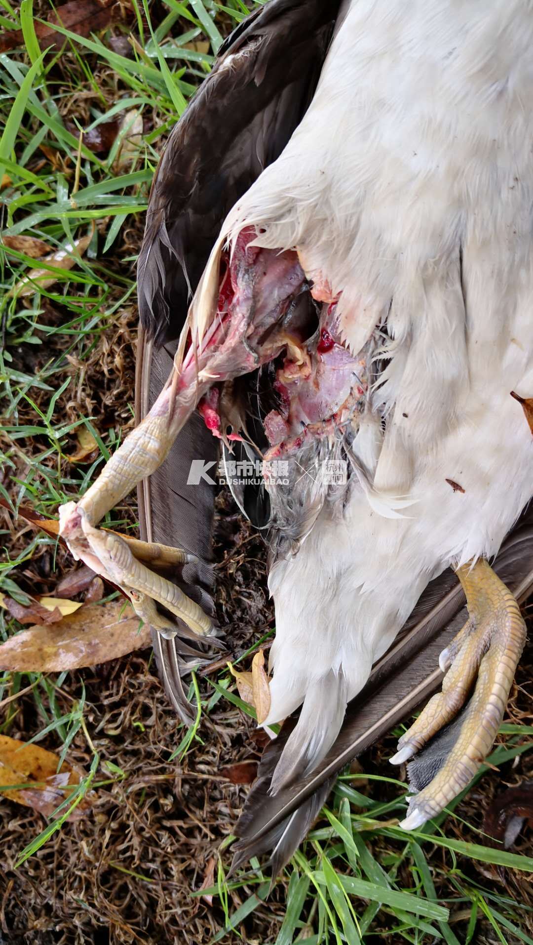 西湖鸳鸯断腿而亡,西湖边鸳鸯断腿而亡是谁的毒手