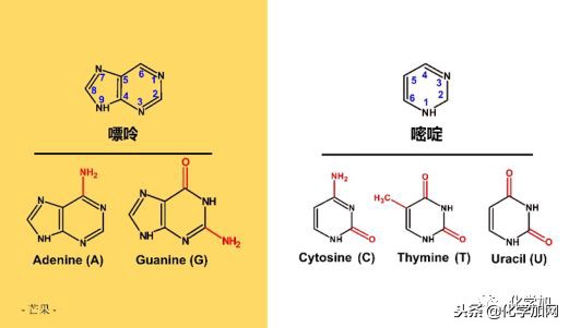 喝酒后手指关节疼怎么回事,喝酒对腿关节疼有影响吗