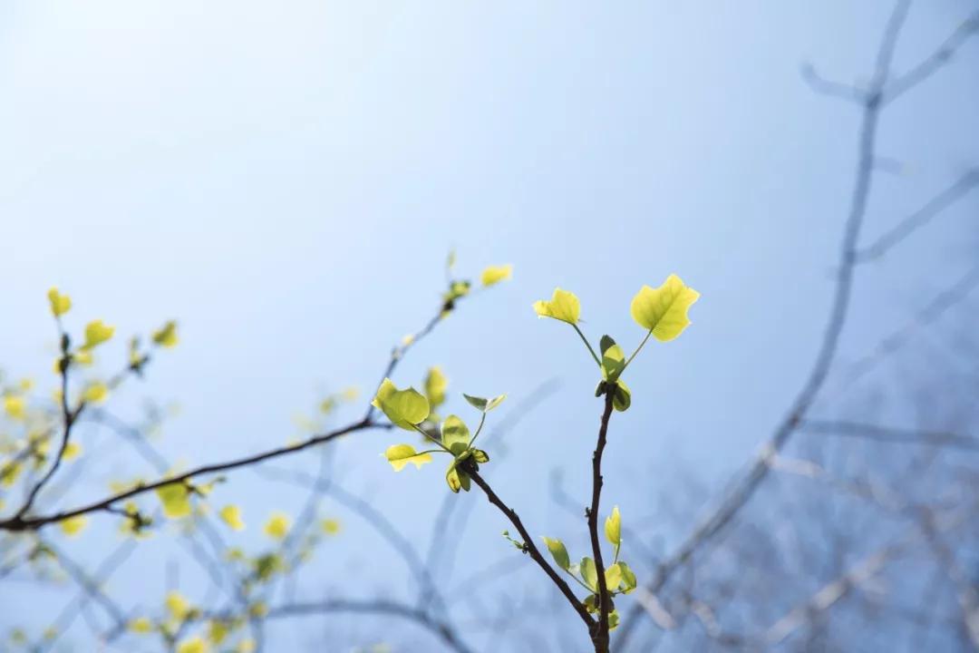 描写春的最美唐诗十首,唐诗中的春天经典诵读