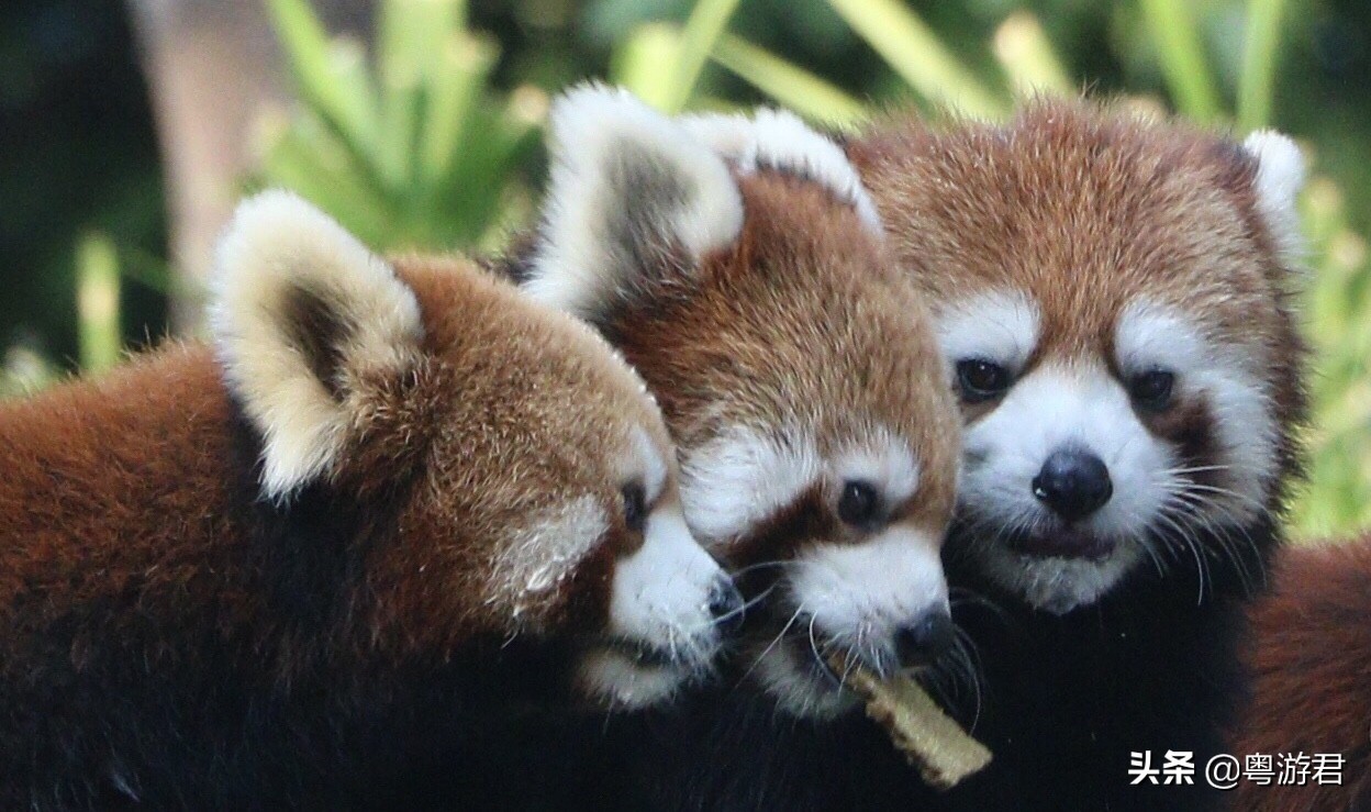 广州越秀公园深藏古代文物,广州动物园发现文物古迹