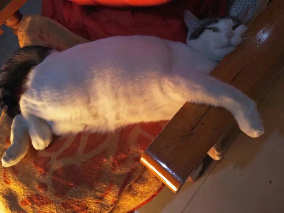 来一波猫照吧，寝室三个养猪专业户，外加一个成长中的潜力股