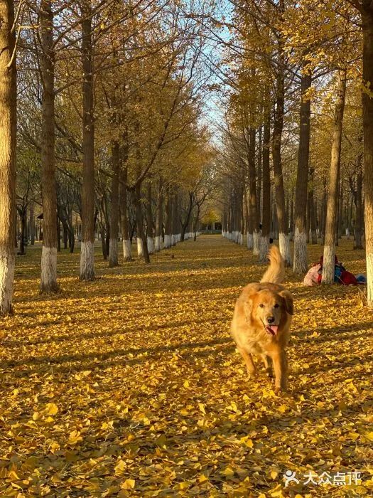 北京可以带宠物好玩的地方,北京宠物公园