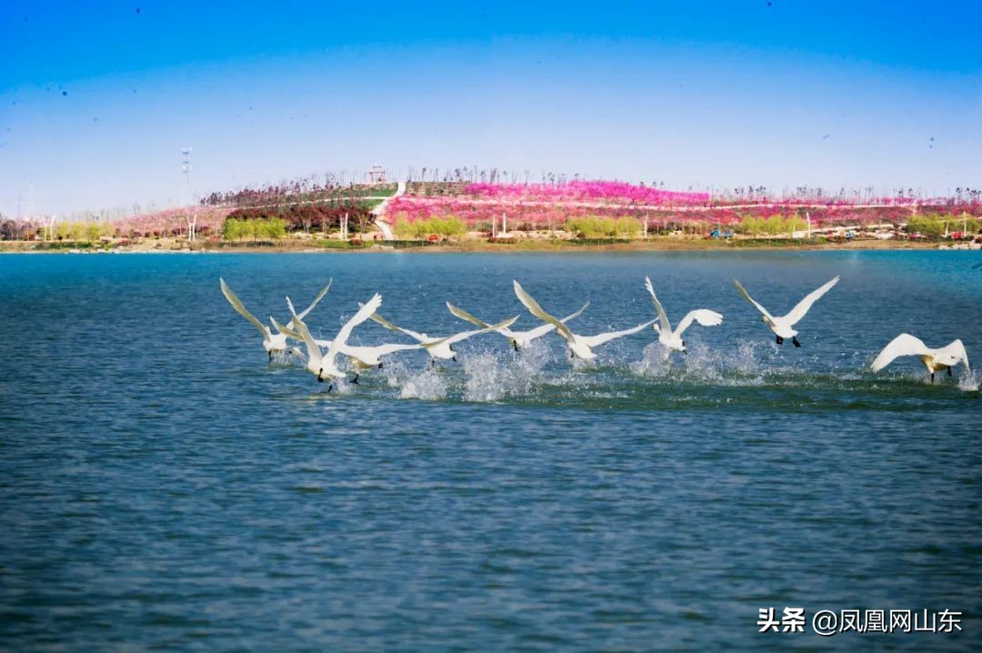 区县Feng观察|“一业活、百业兴”，“蒜都”金乡迎“蝶变”