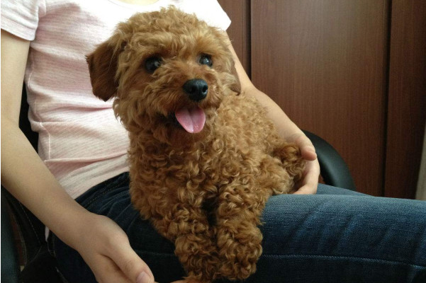 巧克力色的泰迪喂养的注意事项,泰迪狗狗姨妈期间需要注意什么吗