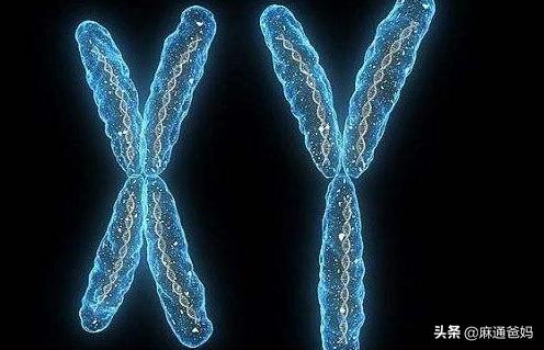 胎儿的性别是由基因决定的吗,胎儿性别如何决定