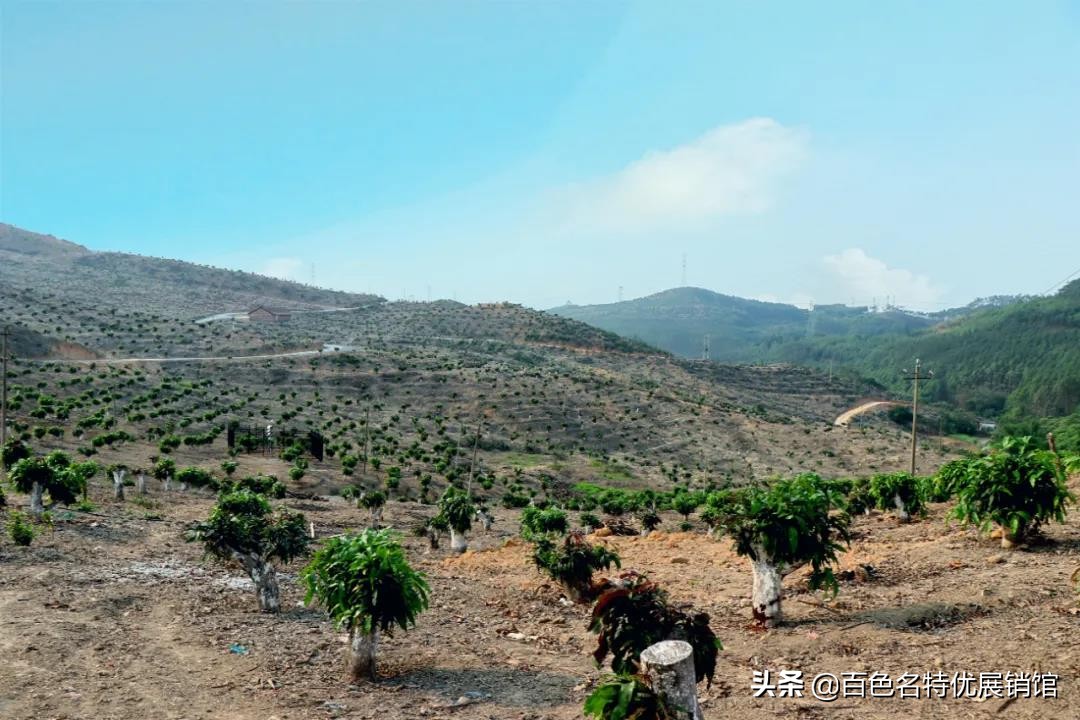 百色市益众公司,百色市益众农业科技有限公司