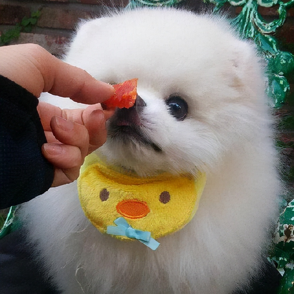 博美犬怎么养才能听话,博美犬为什么不建议养牧羊犬