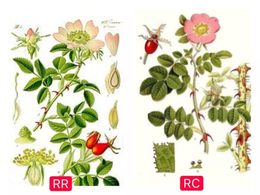 测评真实有效变白产品,玫瑰果油真的能变白吗