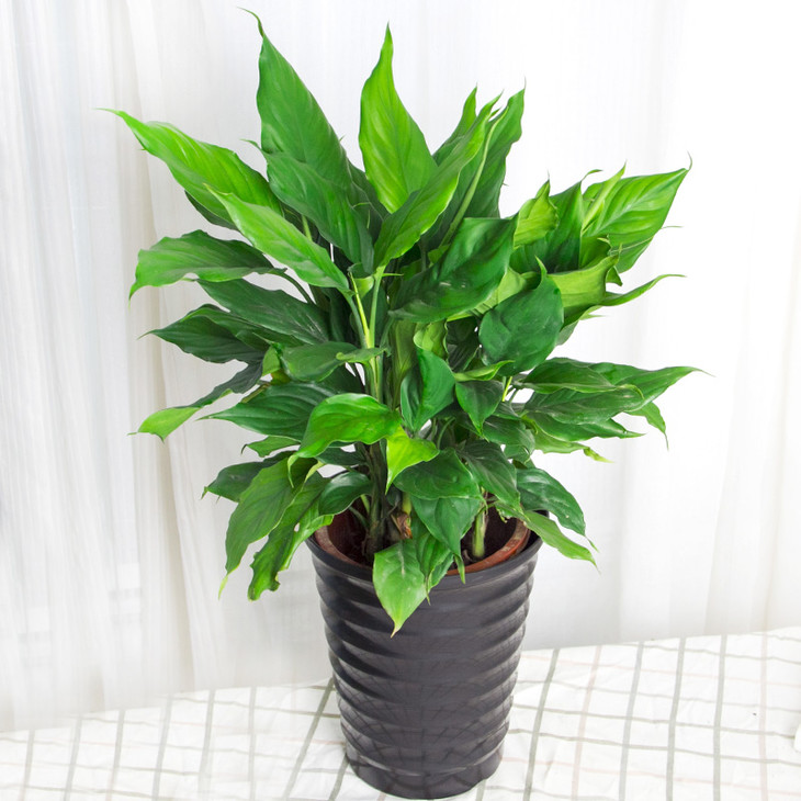 好养的盆栽花卉大全,人养花花