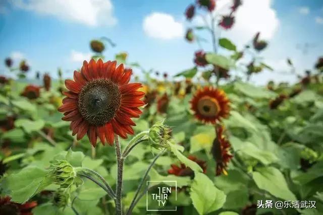 原来武汉有这么多好玩的打卡地,武汉周边新晋7大网红打卡地