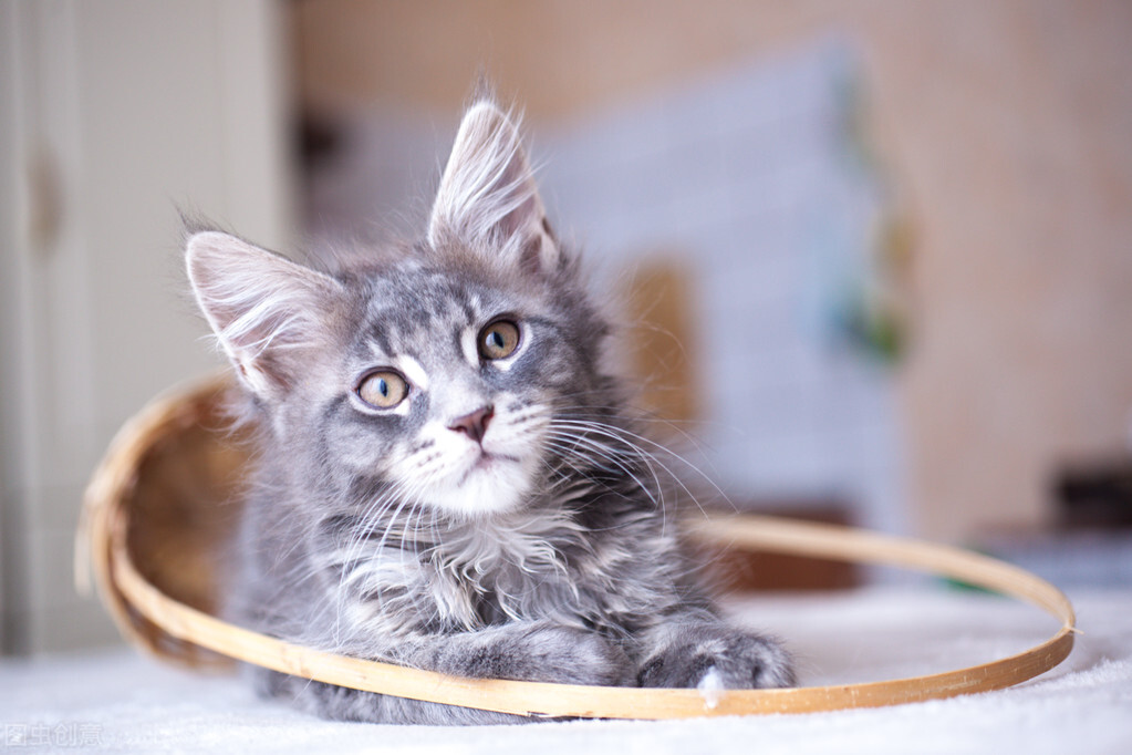 猫咪伤口化脓在家怎么处理,猫咪打架伤口化脓鼓包臭