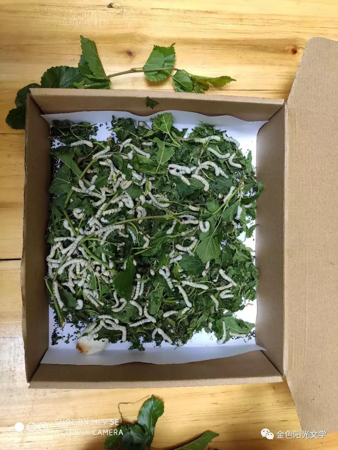 养蚕作文四年级400字,养蚕的作文三年级300字