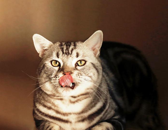 怎样消除猫咪对狗狗的恐惧呢,怎么平衡猫咪和狗狗的关系