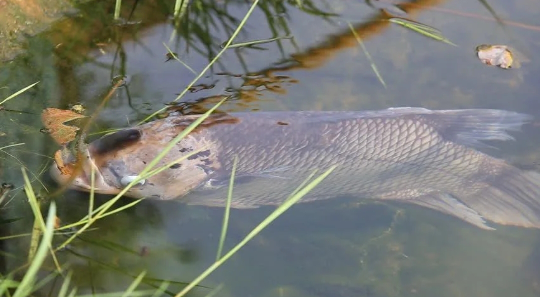 10℃是防线!非洲鲫鱼侵入三峡水库,6个月可繁殖1代,会泛滥吗?
