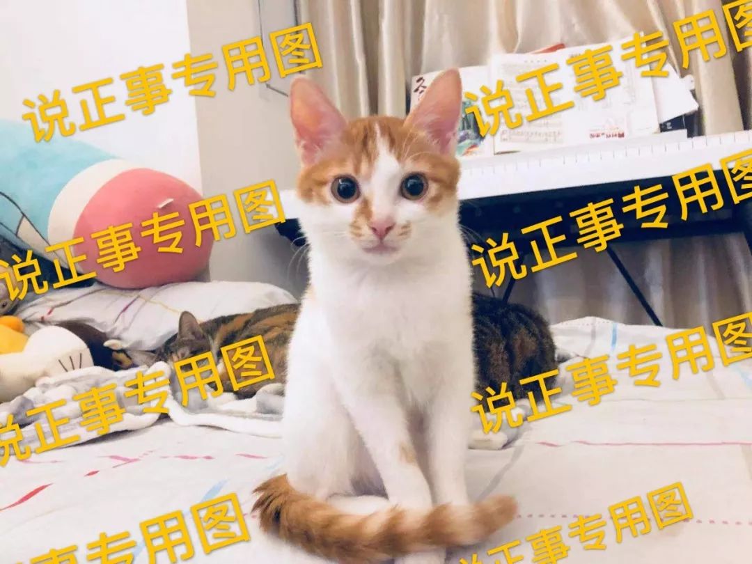 猫咪挑食不怎么吃怎么办,猫咪怎样的表现证明它是挑食了