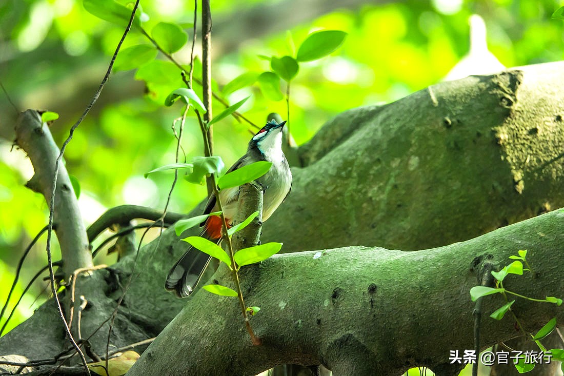 先有苏铁王后有南宁城，它是恐龙的美食植物界活化石，堪称国宝