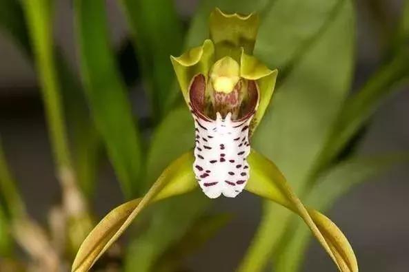 五种最具欣赏价值的兰花,欣赏史上最全的兰花