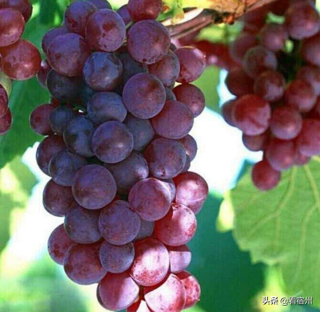 宿州五一旅游攻略,宿州美食风景