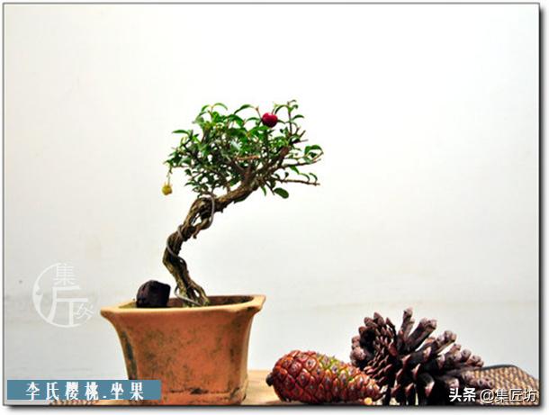 盆景李氏樱桃开花不结果,麻雀虽小五脏俱全小品