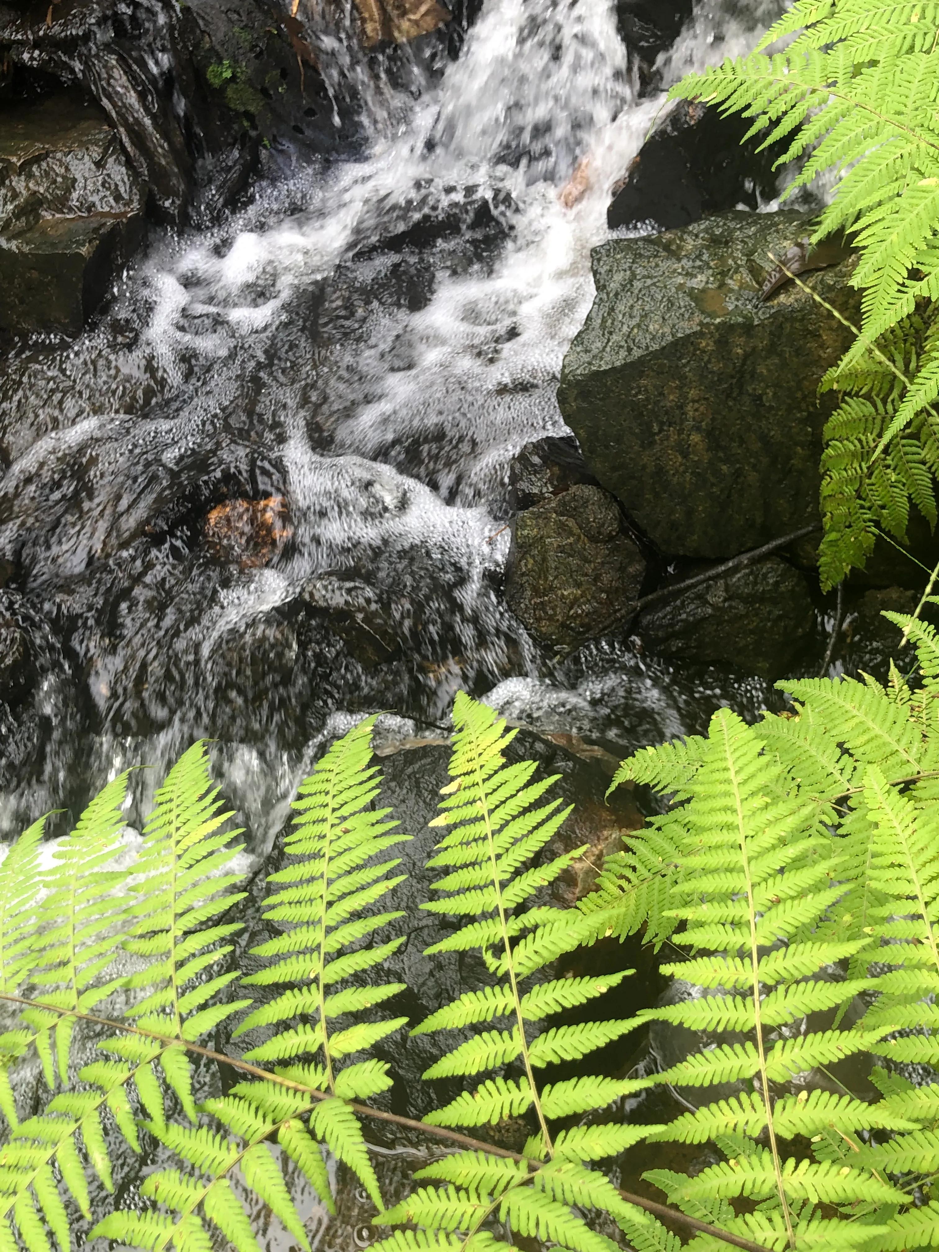 深山野岭野生植物,深山老林野菜植物