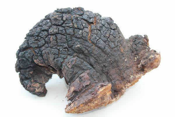 西伯利亚白桦茸价值,科学理性与价值理性的含义