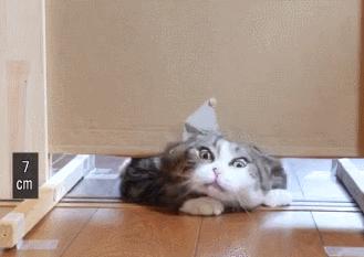 猫的本质是液体，不信看这里，萌化你